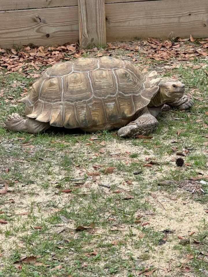 Visits to local wildlife parks